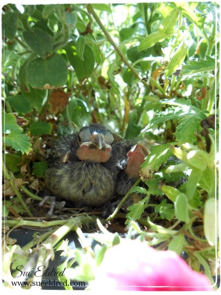 Baby Birds