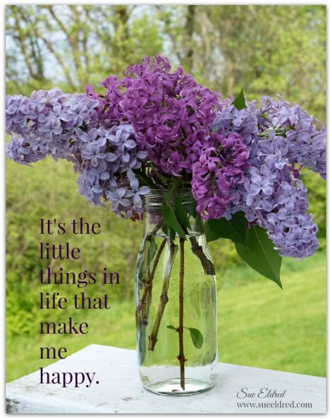 lilacs 4