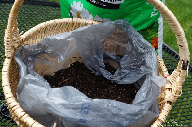 plastic bag and adding potting soil 7244