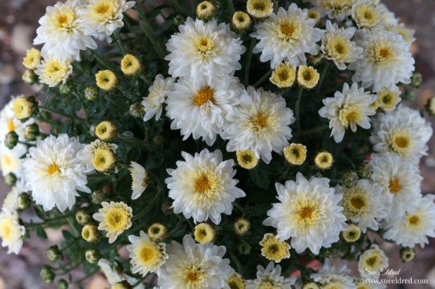 fall-front-porch-sues-creative-workshop-1391