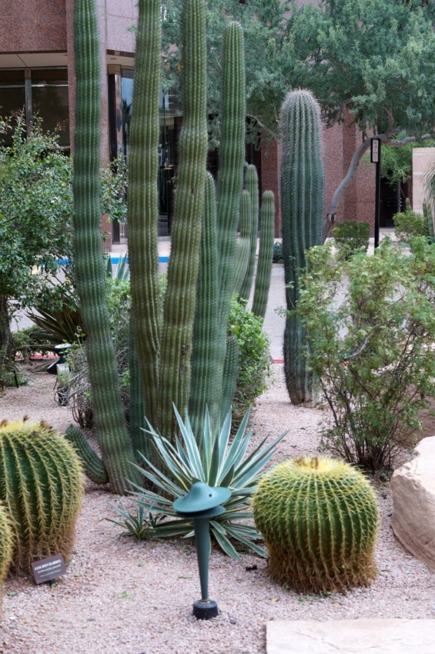 cactus-3984