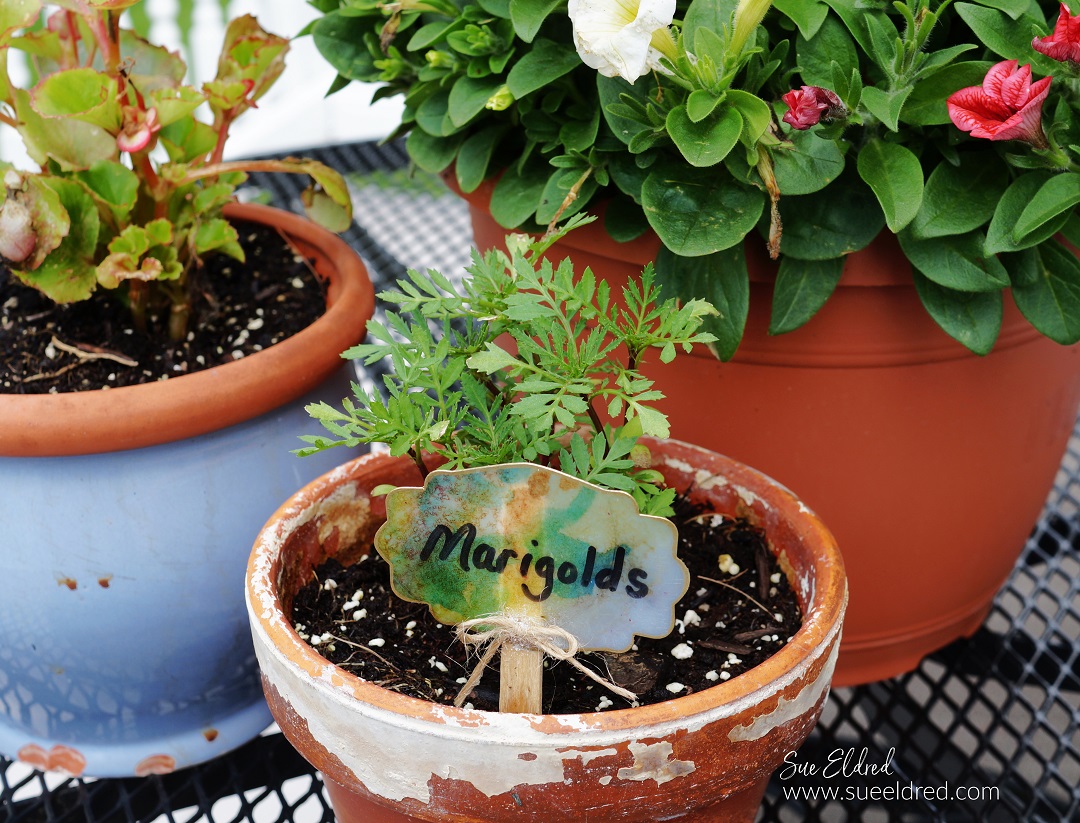 DIY Flower Pot Label-Sue's Creative Workshop www.sueeldred.com 8823