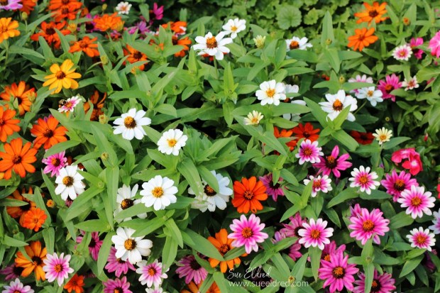 Preserving Flower Seeds in Fall