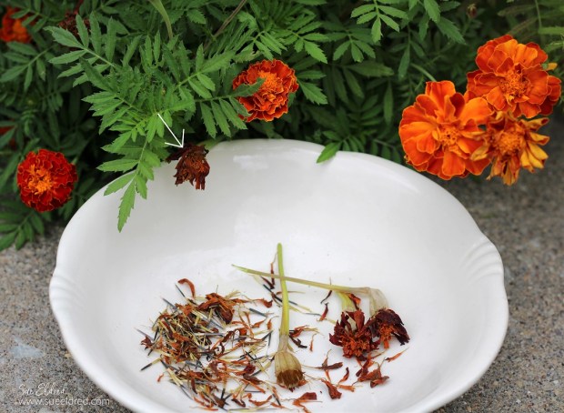 Preserving Flower Seeds in Fall