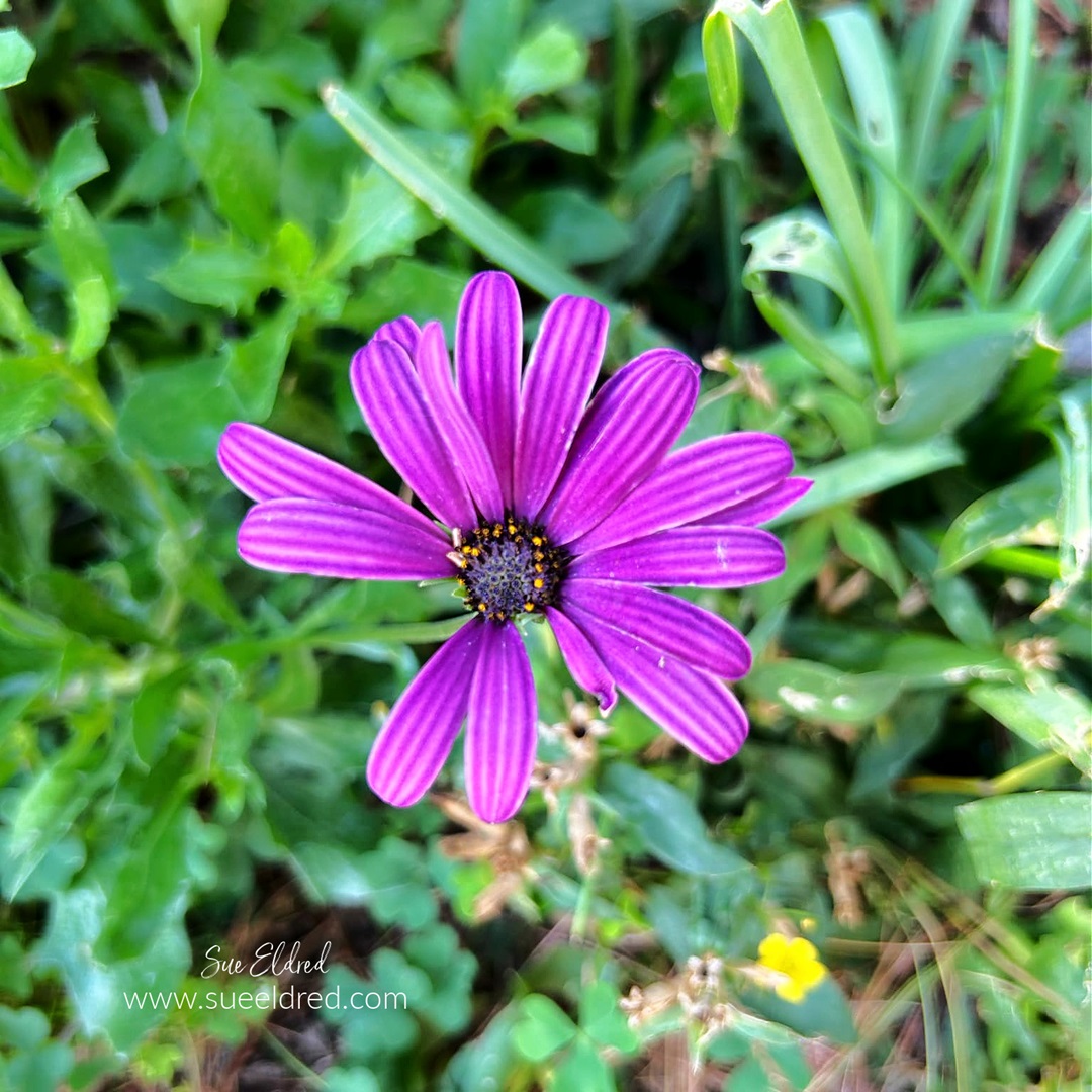 Taking Fall Garden Notes