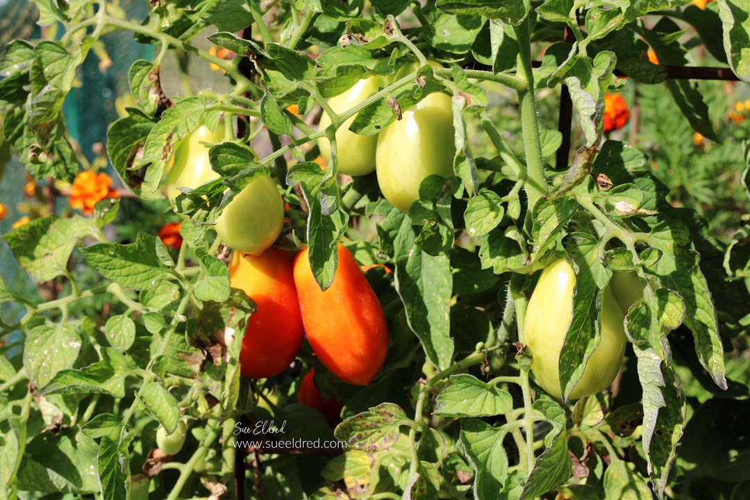 Taking Fall Garden Notes